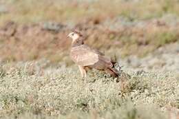 Image de Polyboroides typus pectoralis Sharpe 1903