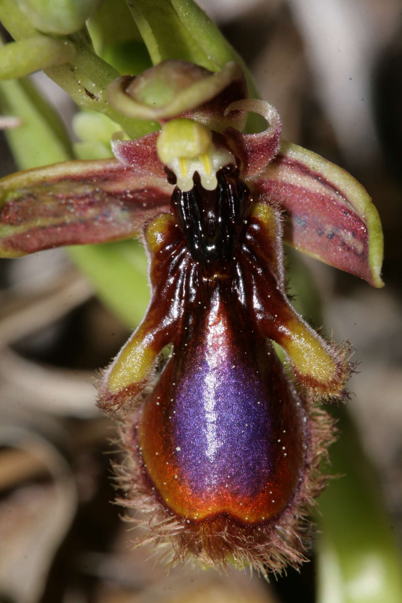 صورة Ophrys speculum subsp. regis-ferdinandii (Acht. & Kellerer ex Renz) Soó