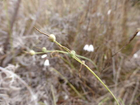 Слика од Acis autumnalis (L.) Sweet