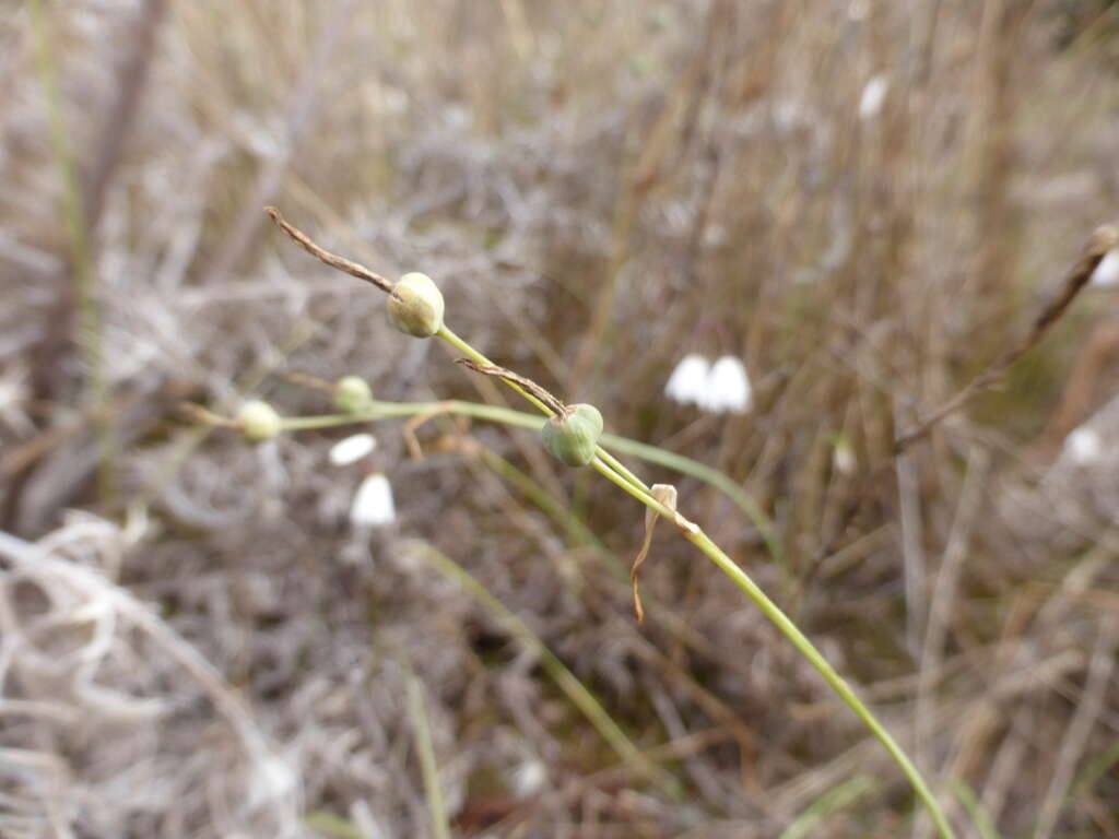 Слика од Acis autumnalis (L.) Sweet