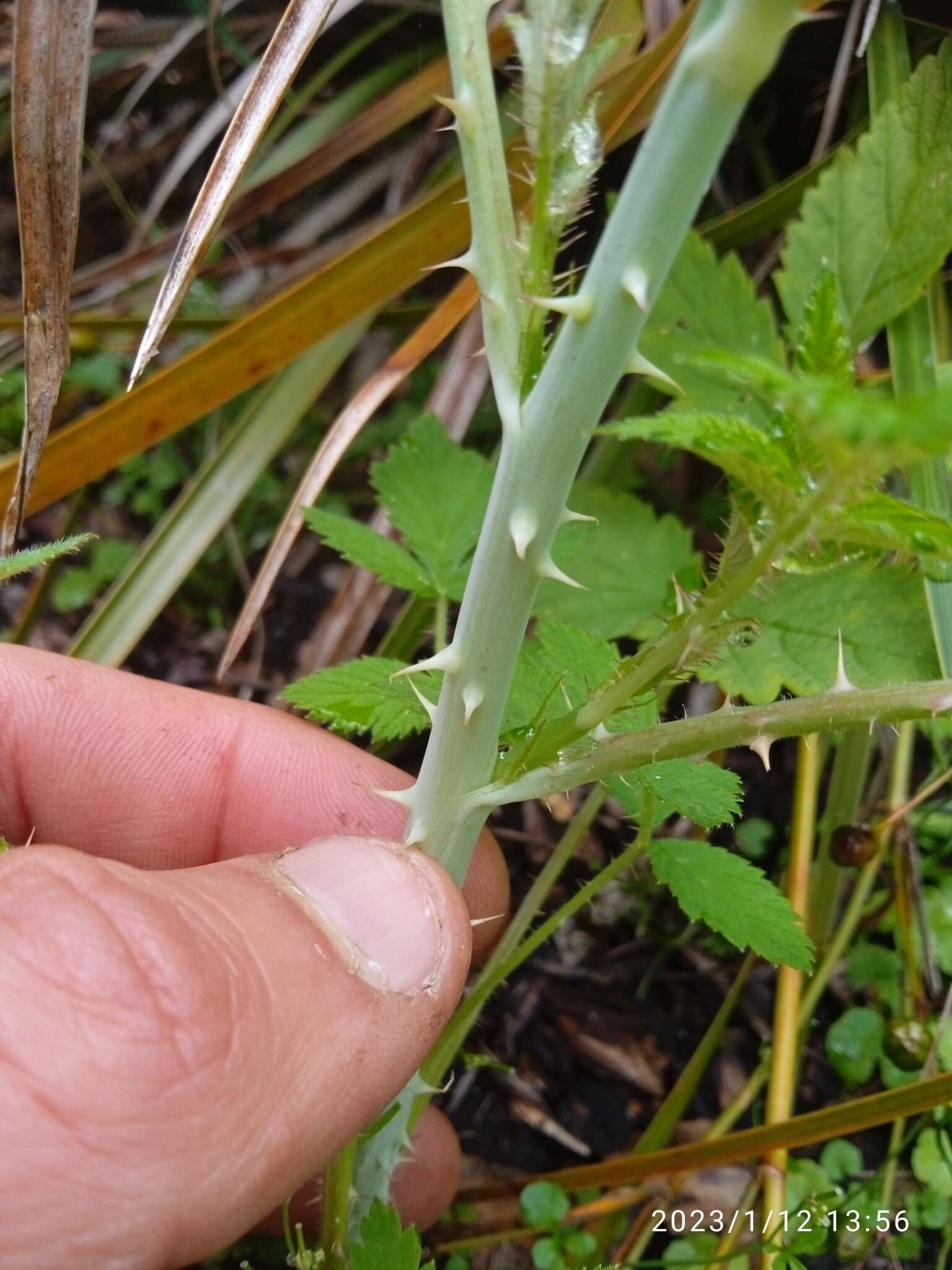 Слика од Rubus cockburnianus Hemsl.