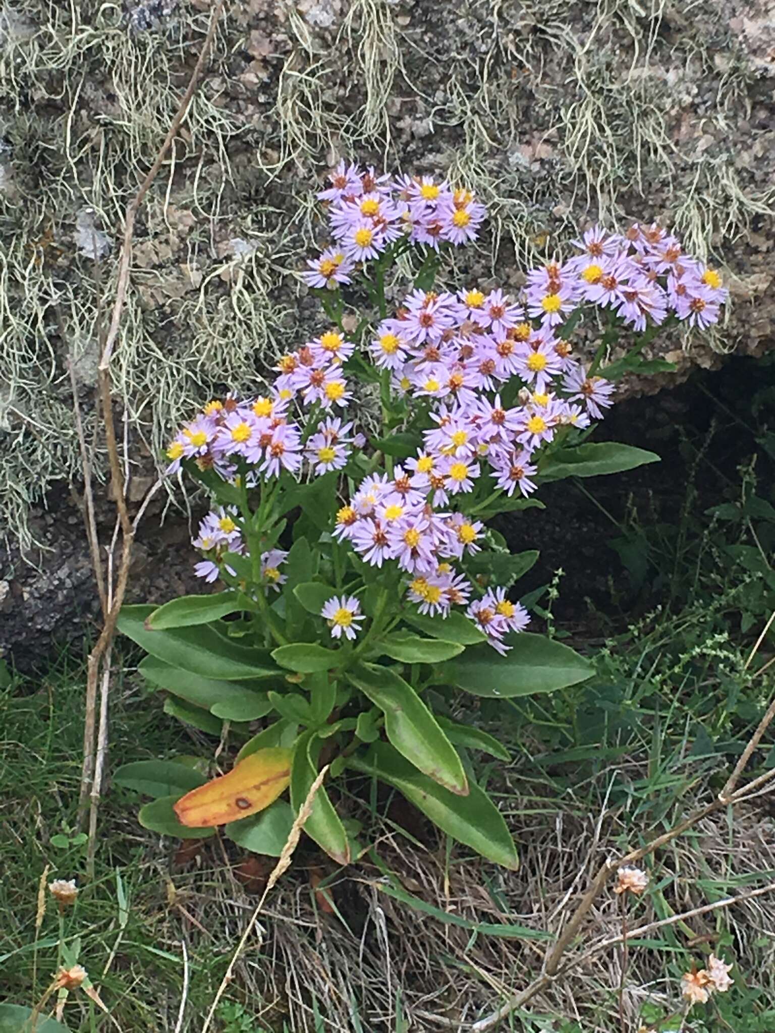 Image of sea aster