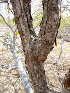 Image of Sebastiania macrocarpa Müll. Arg.