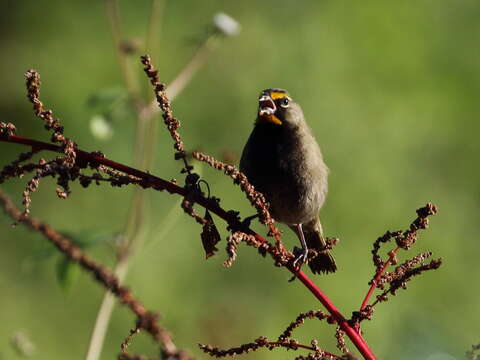 Imagem de Tiaris olivaceus intermedius (Ridgway 1885)