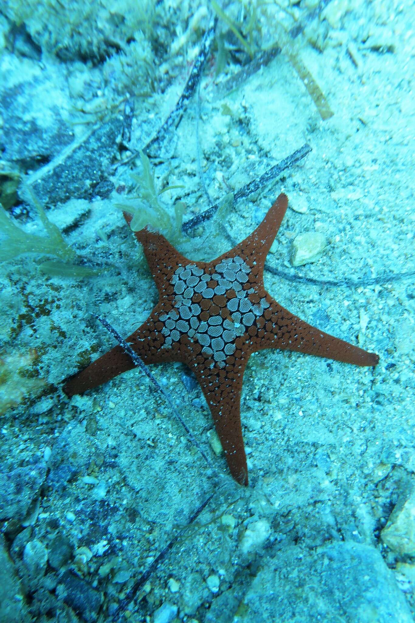 Nectria ocellata Perrier 1875 resmi