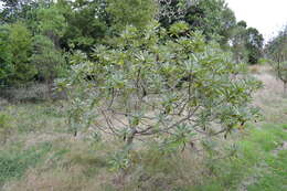 Image of Chatham Island Christmas tree