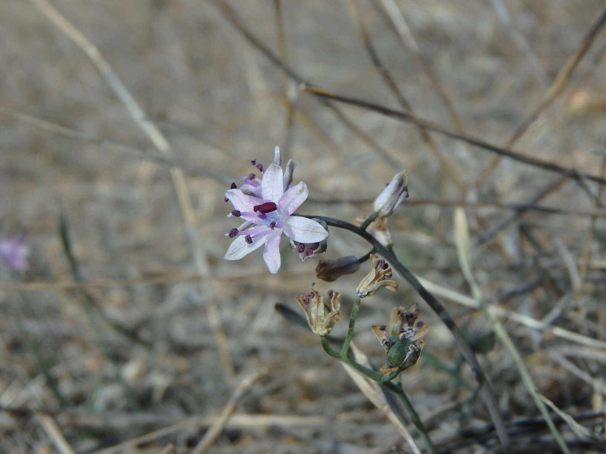 Image of autumn squill