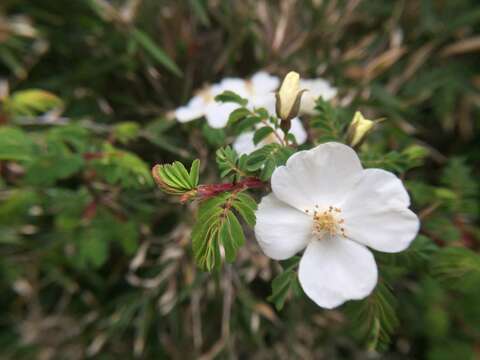 Image of Rosa morrisonensis Hayata