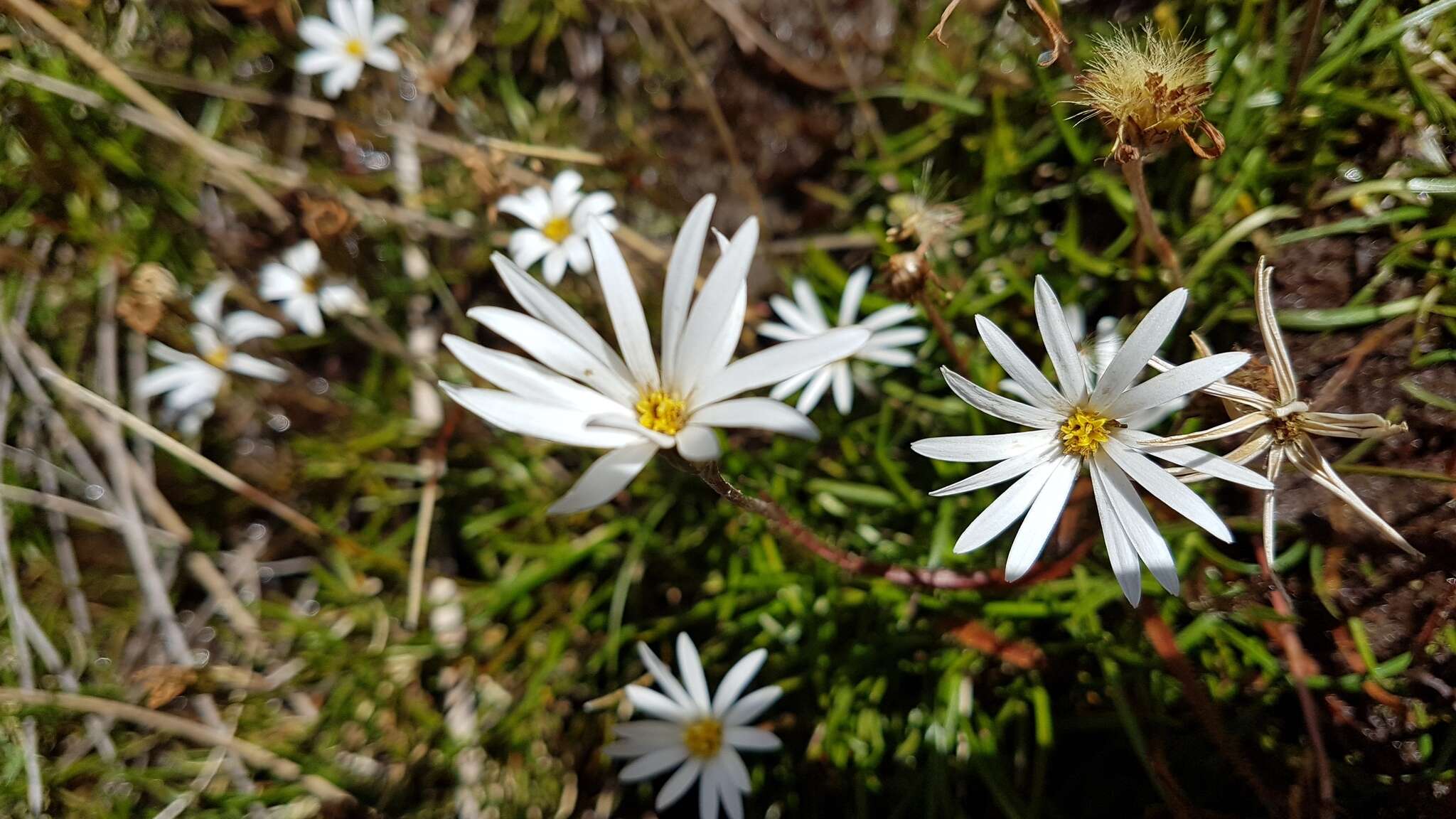 Image of Celmisia alpina (Kirk) Cheesem.