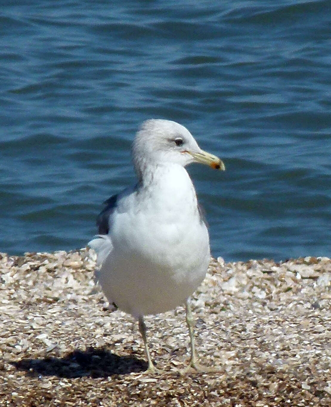 Larus californicus Lawrence 1854 resmi