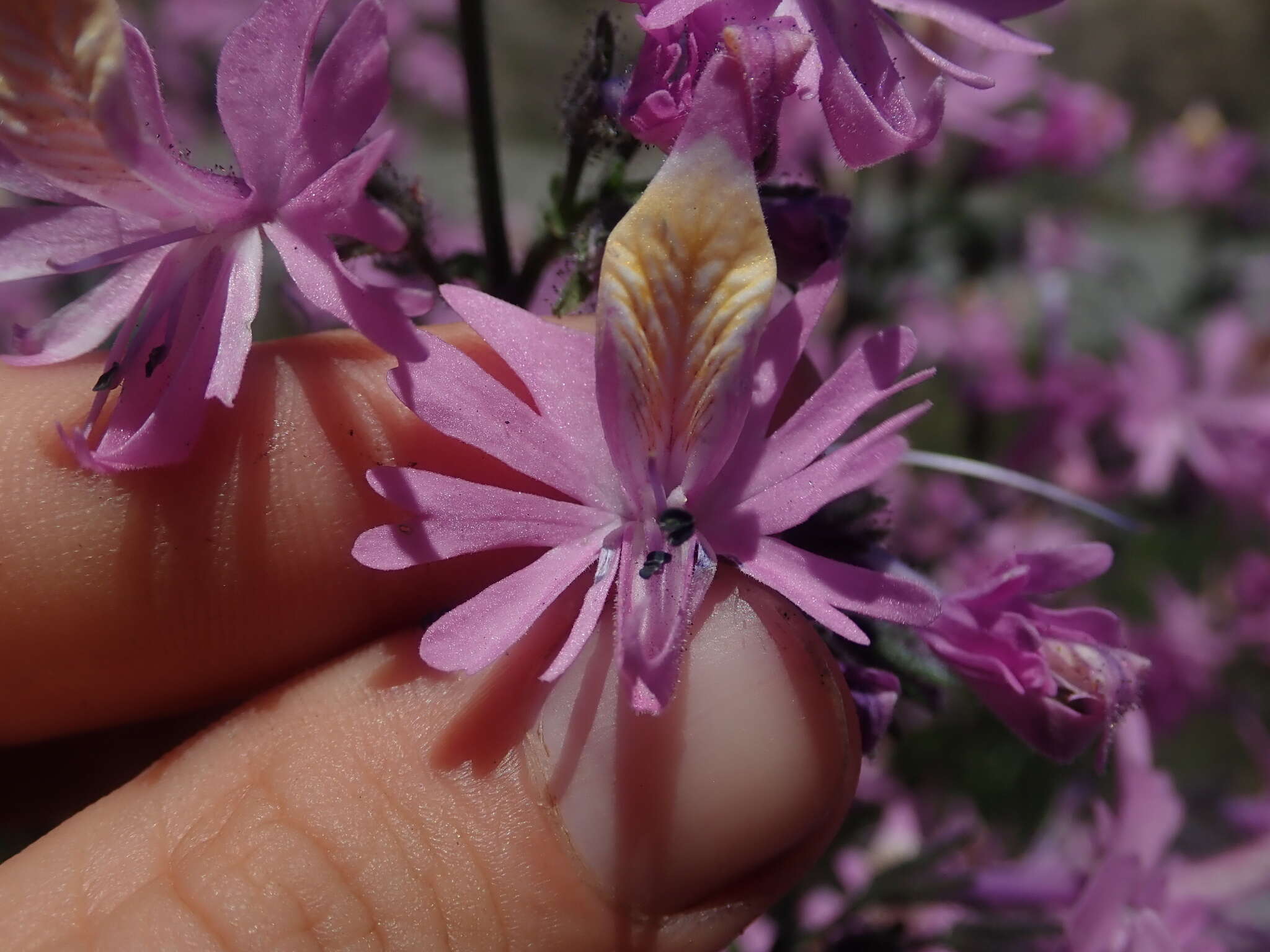 Image of Schizanthus hookeri Gill. ex R. Grah.