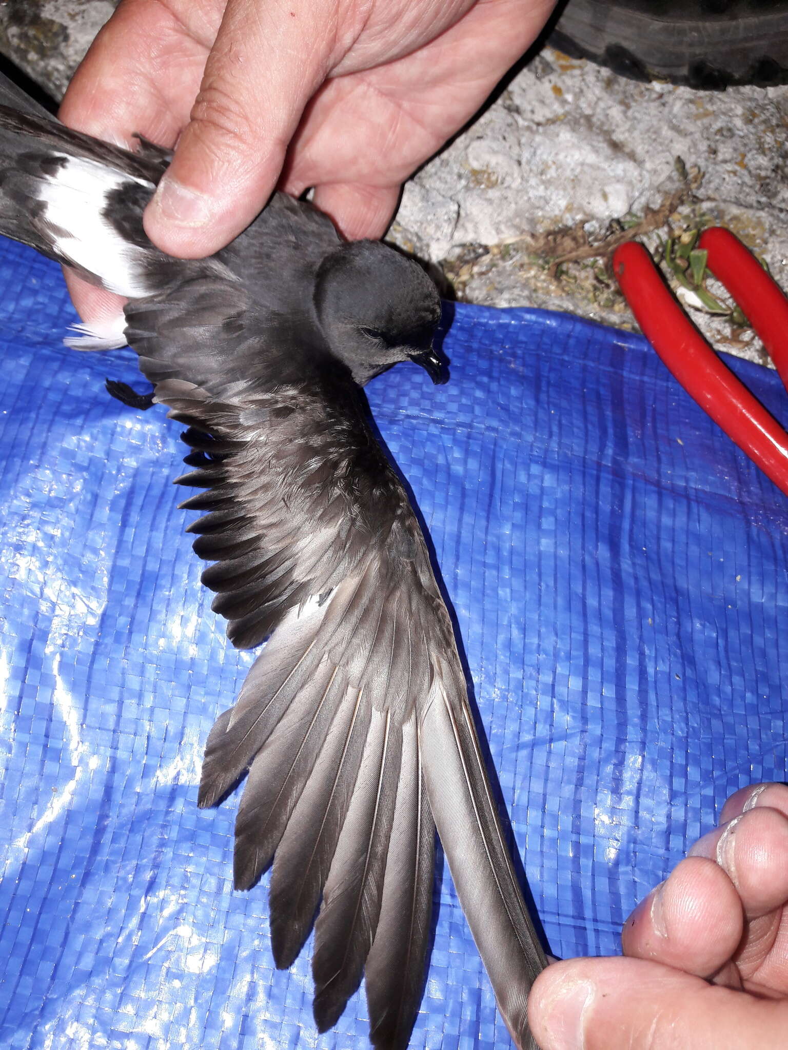 Image of British Storm Petrel