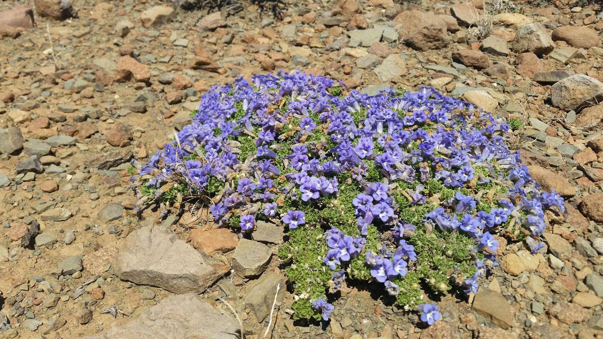 Sivun Aptosimum procumbens (Lehm.) Burch. ex Steud. kuva