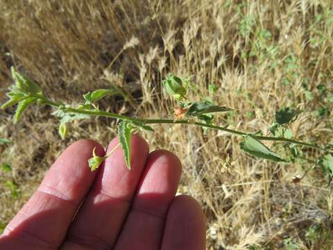 Image of dwarf Indian mallow