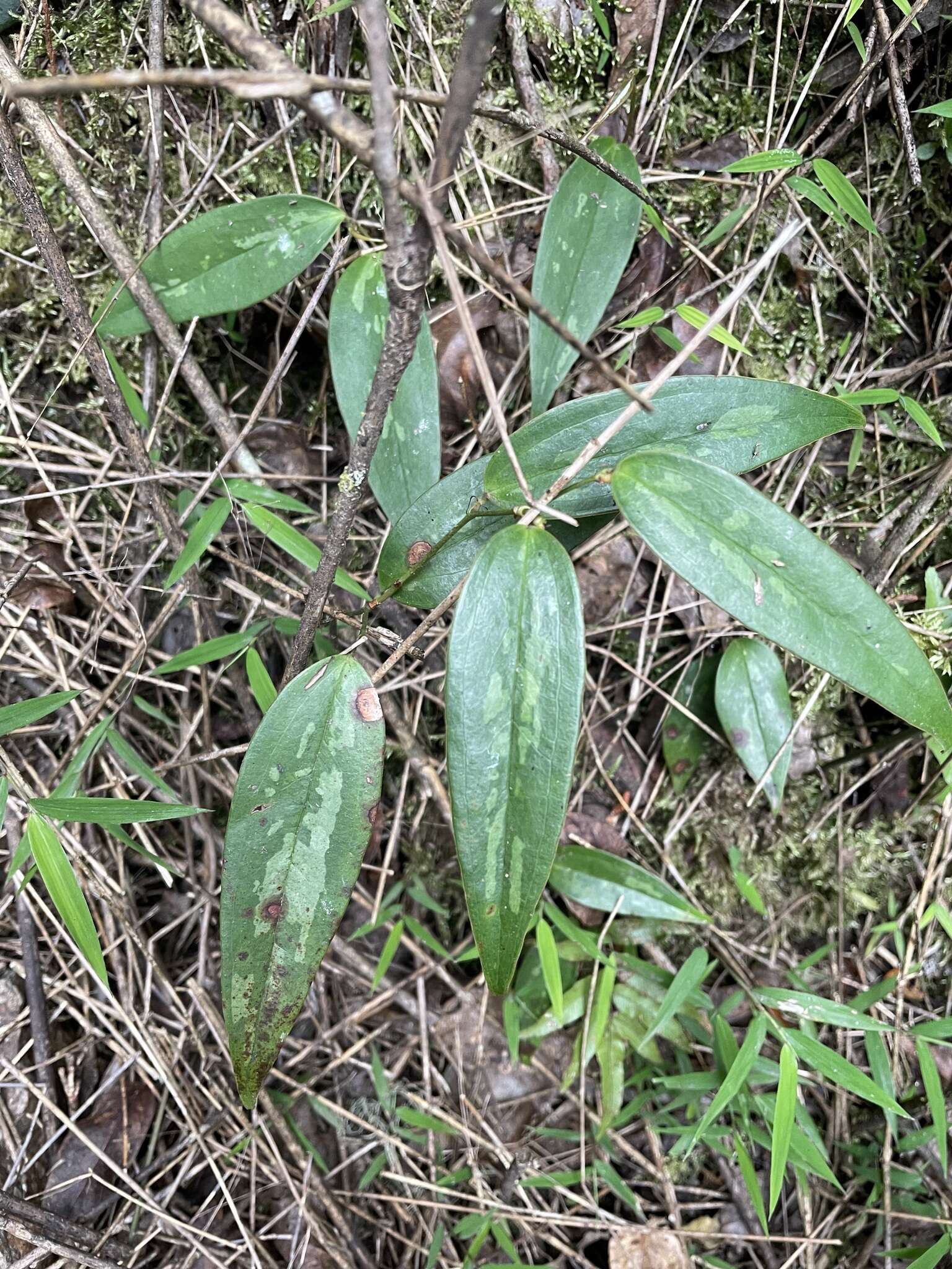 Smilax arisanensis Hayata resmi