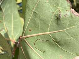 Image of Enteucha basidactyla (Davis 1978) van Nieukerken 1986