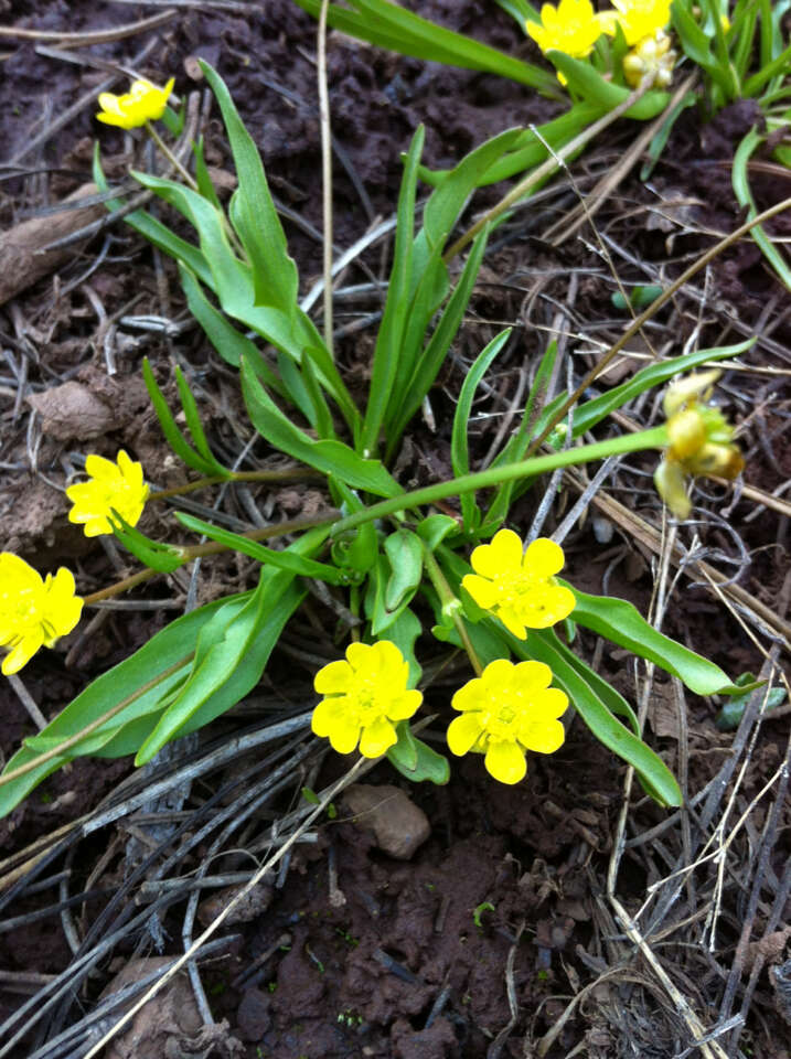 Imagem de Ranunculus alismifolius Geyer ex Benth.