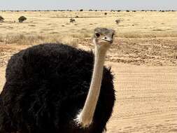 Image of North African ostrich