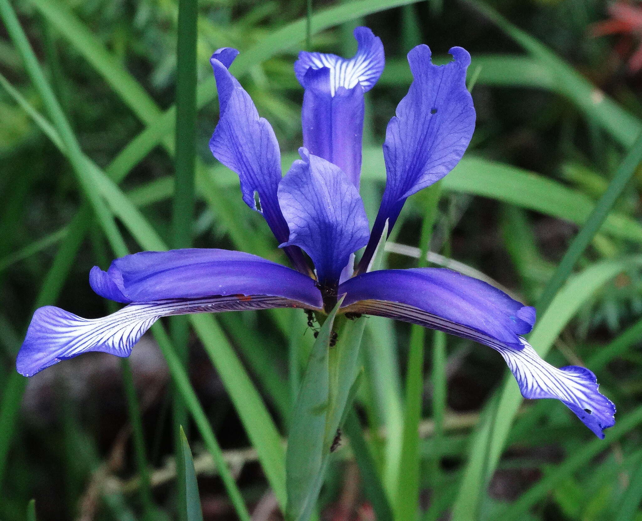 Image of Iris sintenisii Janka