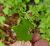 Image de Sicyos laciniatus L.