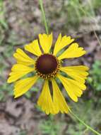 Image of Oldfield Sneezeweed