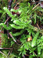 Image of robust rhytidiopsis moss