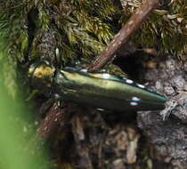 Image of Oak Splendor Beetle