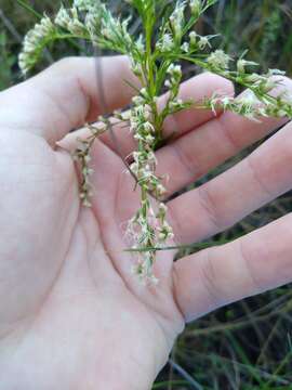 Eupatorium leptophyllum DC.的圖片