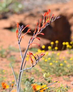 Imagem de Gladiolus saccatus (Klatt) Goldblatt & M. P. de Vos