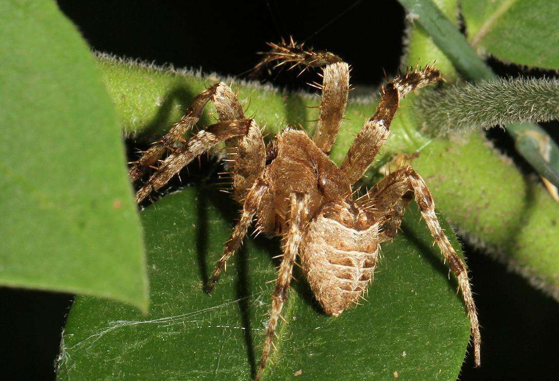 Imagem de Pararaneus perforatus (Thorell 1899)