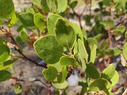 Imagem de Arctostaphylos patula subsp. patula