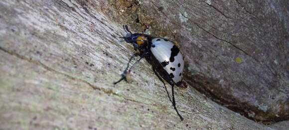 Слика од Cuphotes nigromaculatus (J. Thomson 1859)