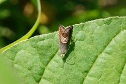 Image of Eurasian Hemp Moth