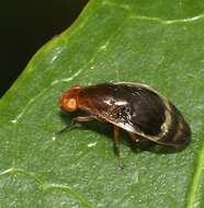 Image of Depressa striatipennis Malloch 1927