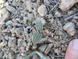 <i>Claytonia obovata</i> resmi