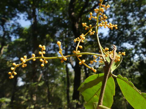 Image of Aglaia elaeagnoidea (A. Juss.) Benth.