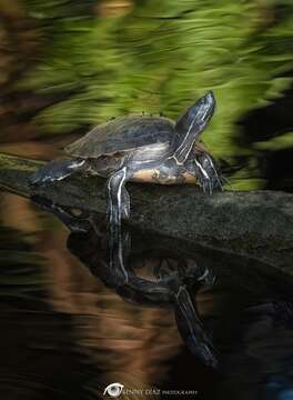 Image de Trachemys stejnegeri stejnegeri (Schmidt 1928)