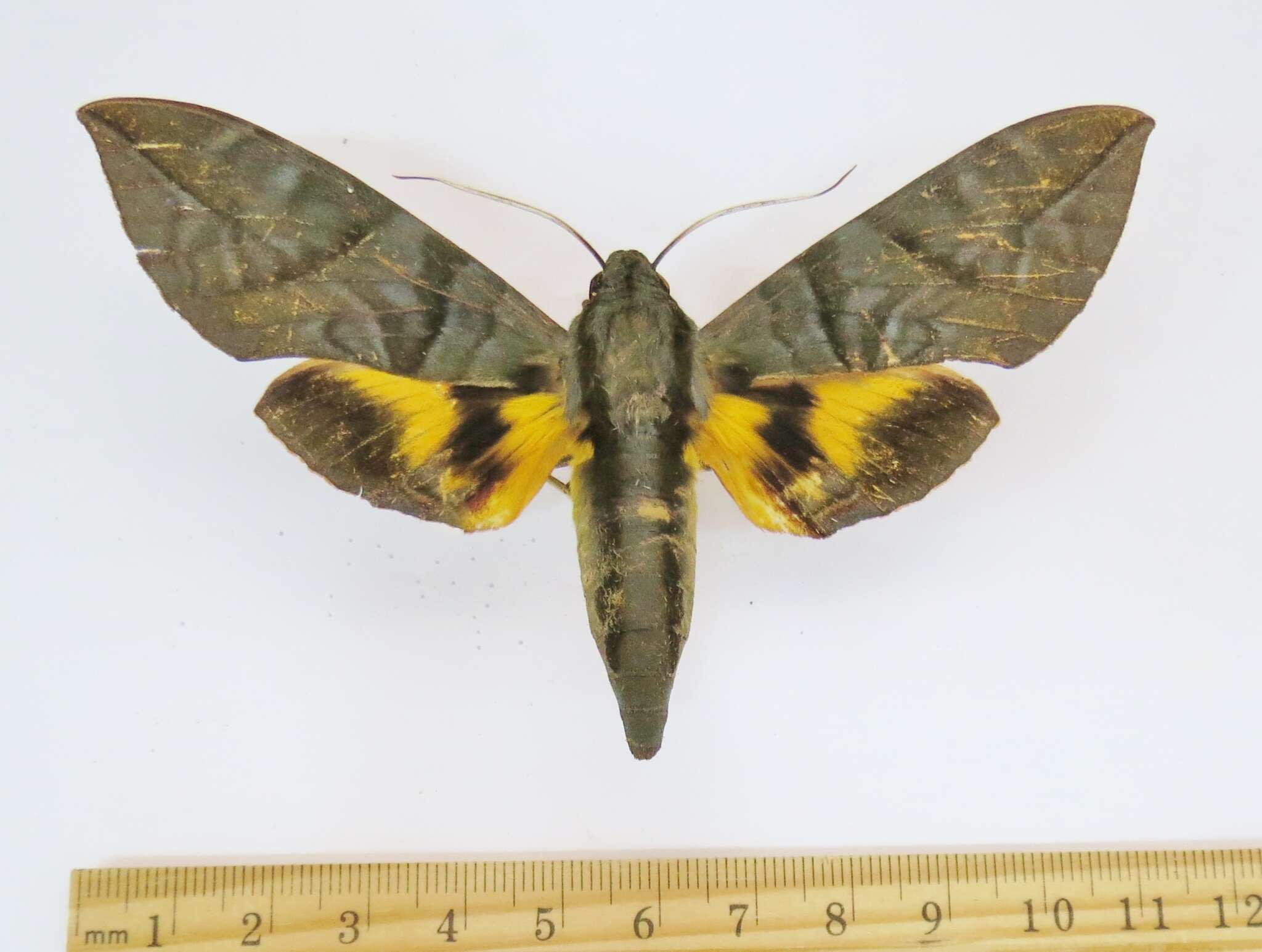 Image de Eumorpha phorbas (Cramer 1775)