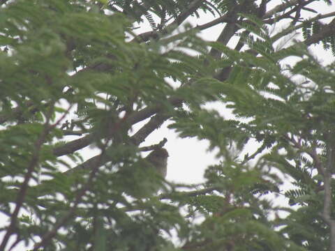 Image of Cisticola juncidis terrestris (Smith & A 1842)