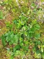 Image of cloudberry