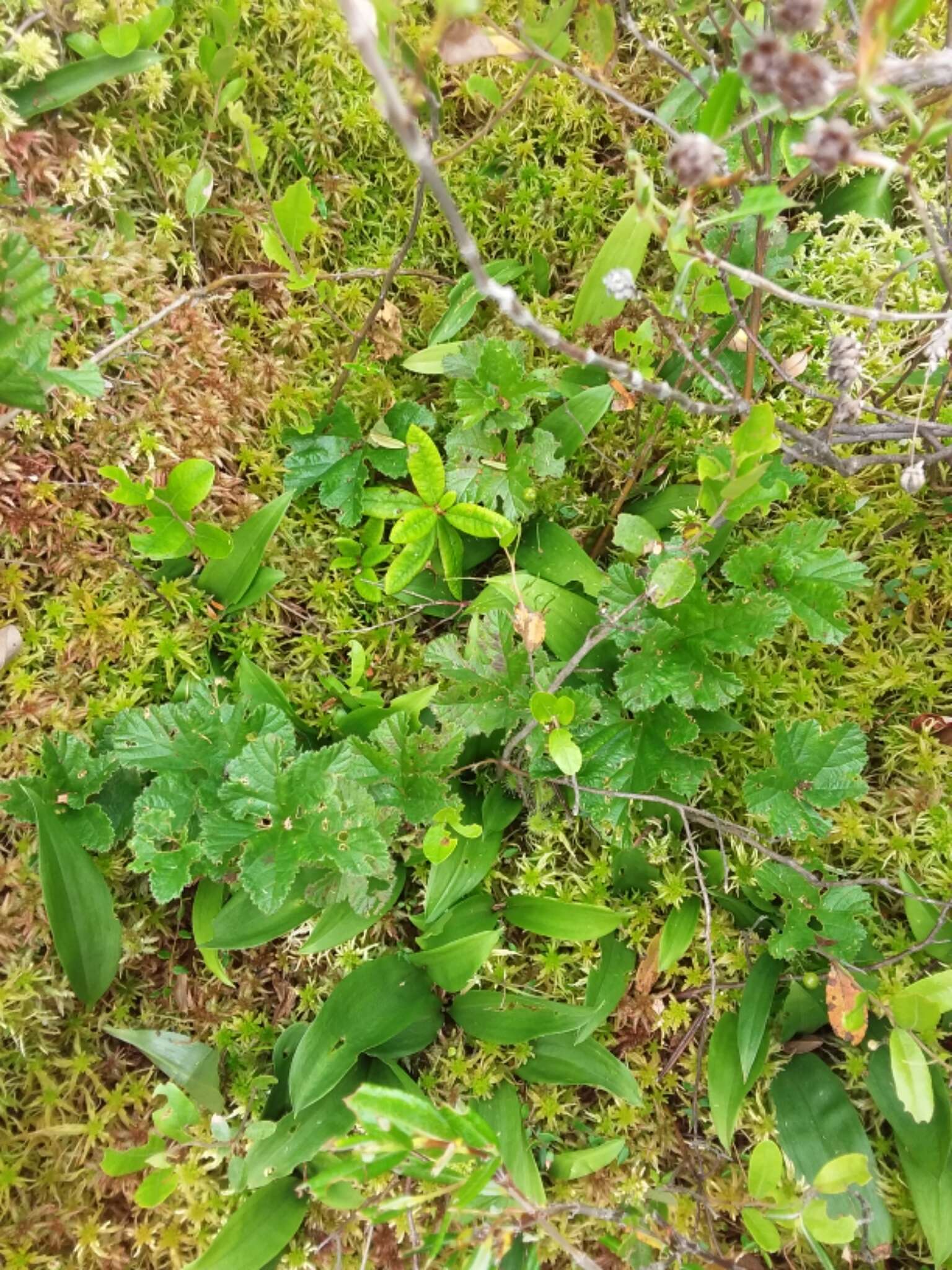 Rubus chamaemorus L. resmi