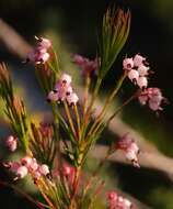 Image of Erica polifolia Salisb. ex Benth.