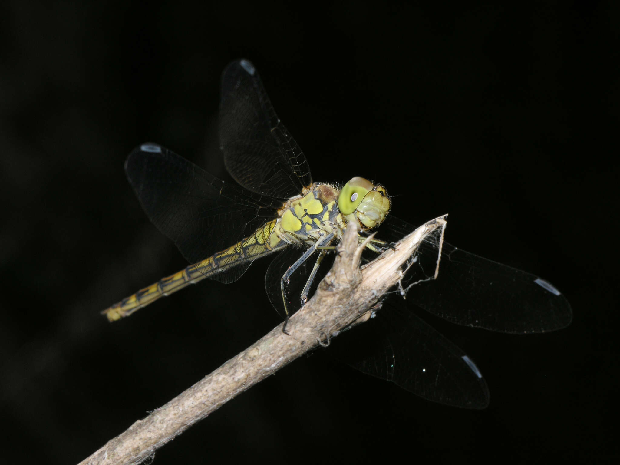 Image of <i>Sympetrum <i>striolatum</i></i> striolatum