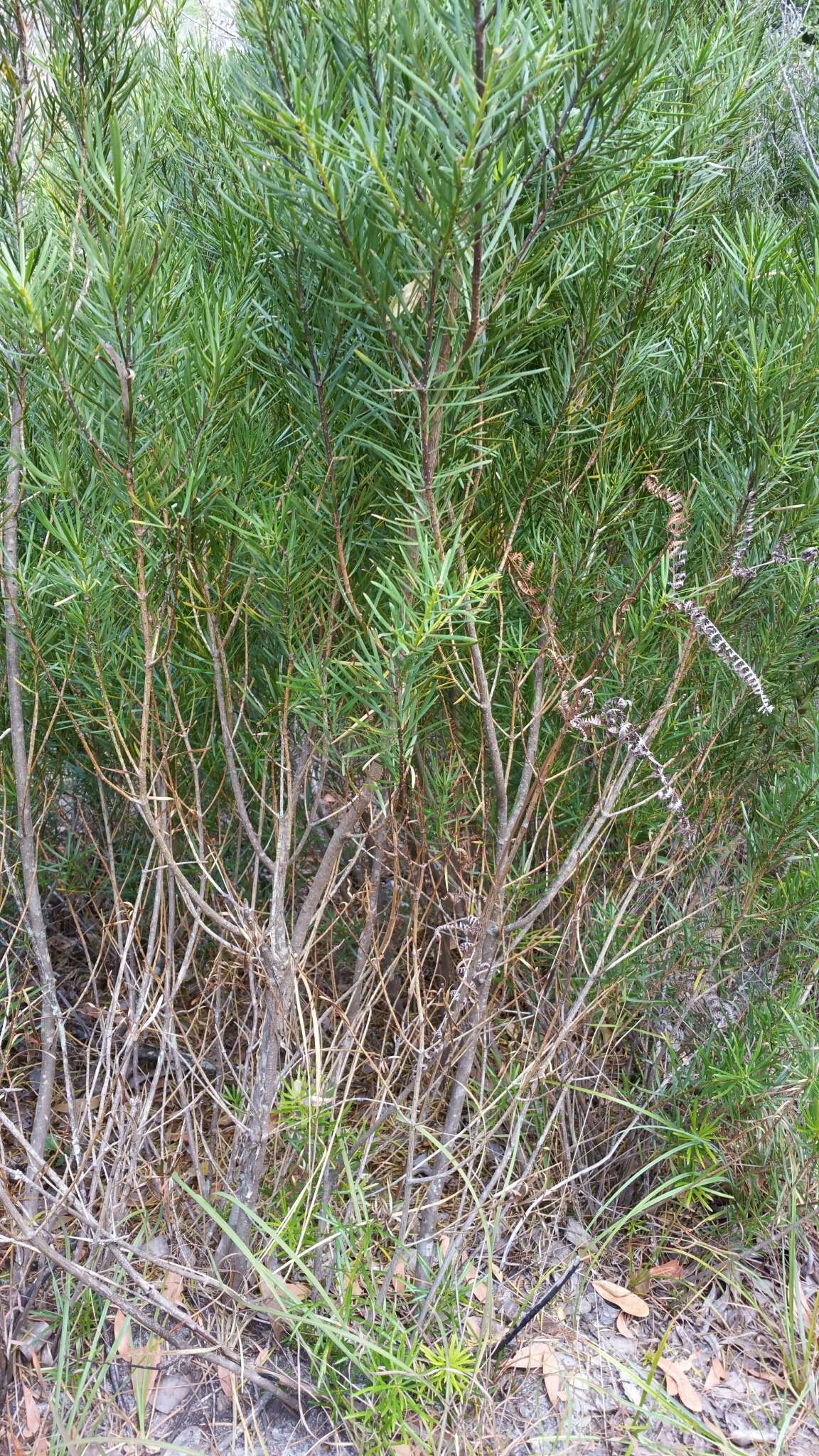 Image of Podocarpus capuronii de Laub.