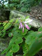 Indigofera venulosa Benth.的圖片