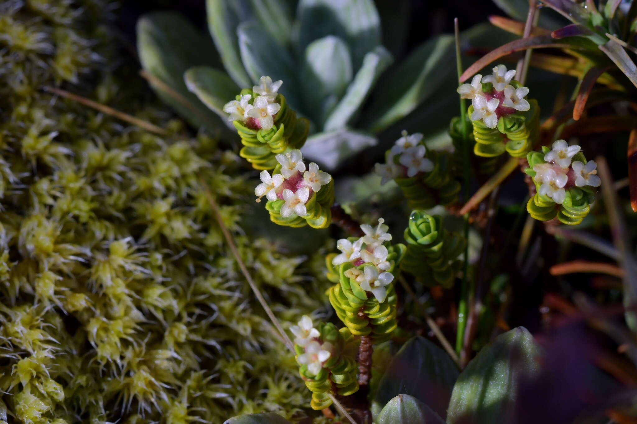 Image of Pimelea prostrata var. alpina Cheesem.