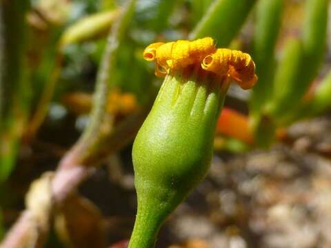 Image of Steirodiscus tagetes (L.) Schltr.