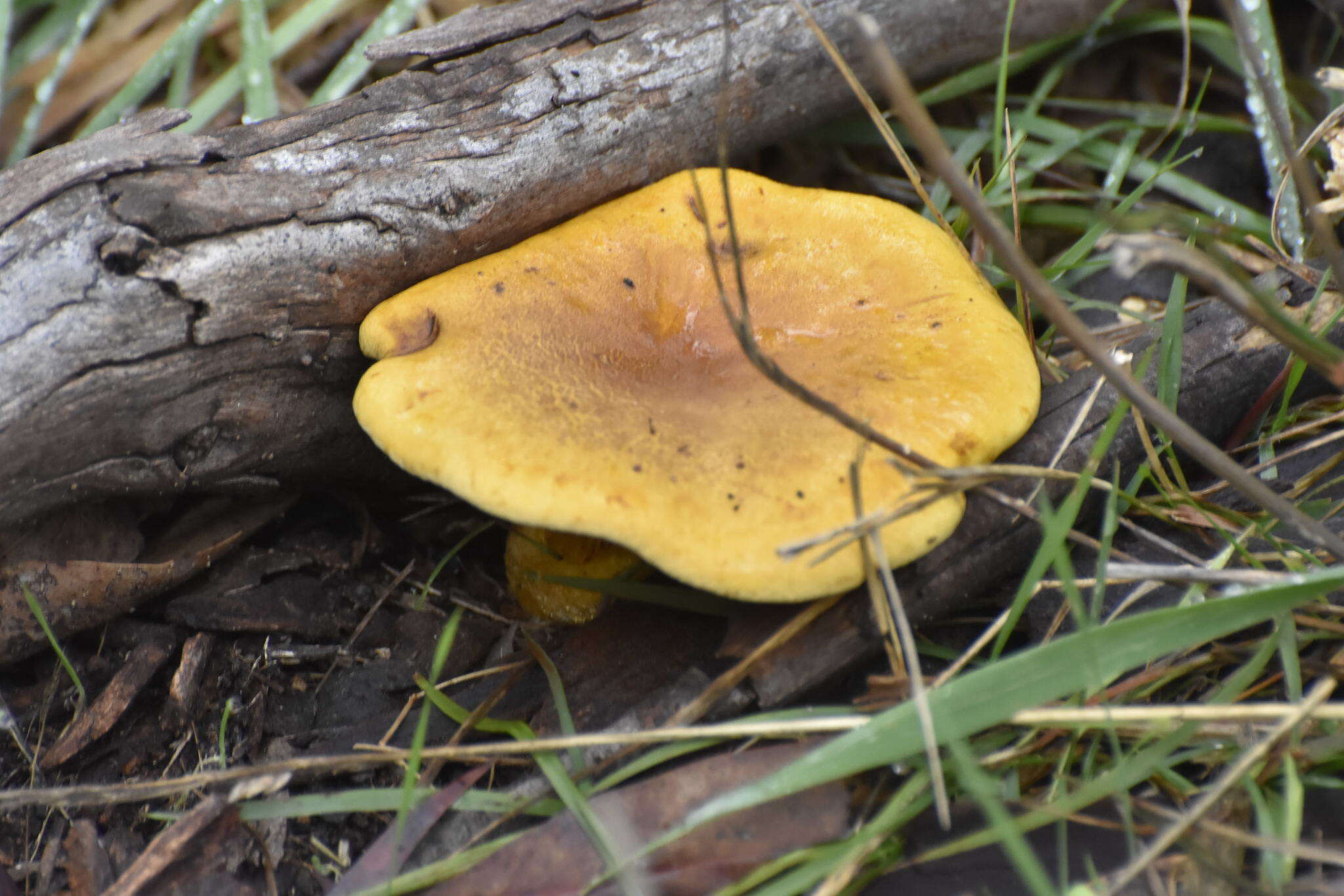 Plancia ëd Austropaxillus infundibuliformis (Cleland) Bresinsky & Jarosch 1999