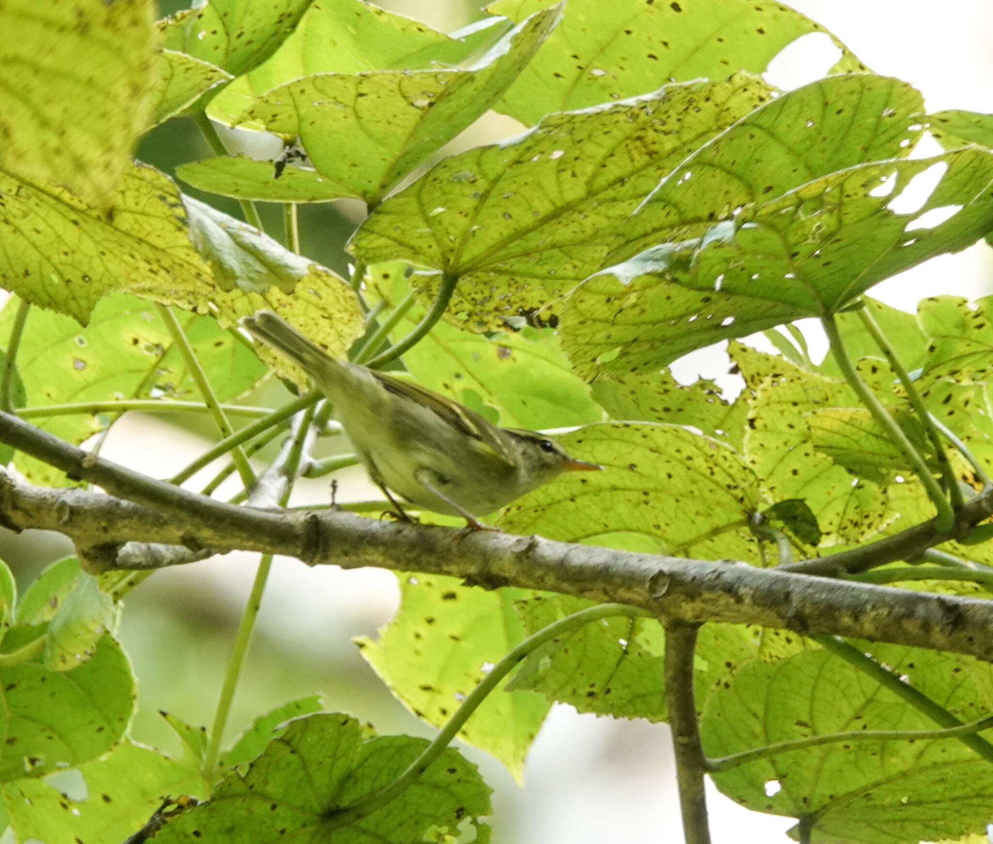 Image of Blyth's Leaf Warbler