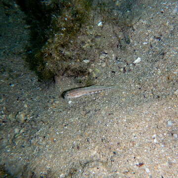 Image of Roule's Goby